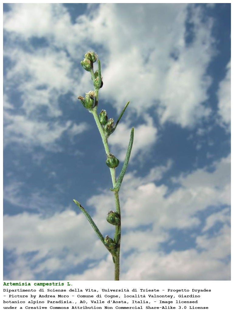 Artemisia campestris L.